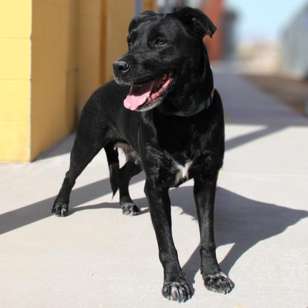 Enlarge Raven Bird, a Adoptable Mixed Breed in Las Cruces, NM image 4/6