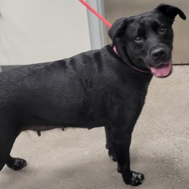 Enlarge Raven Bird, a Adoptable Mixed Breed in Las Cruces, NM image 3/6
