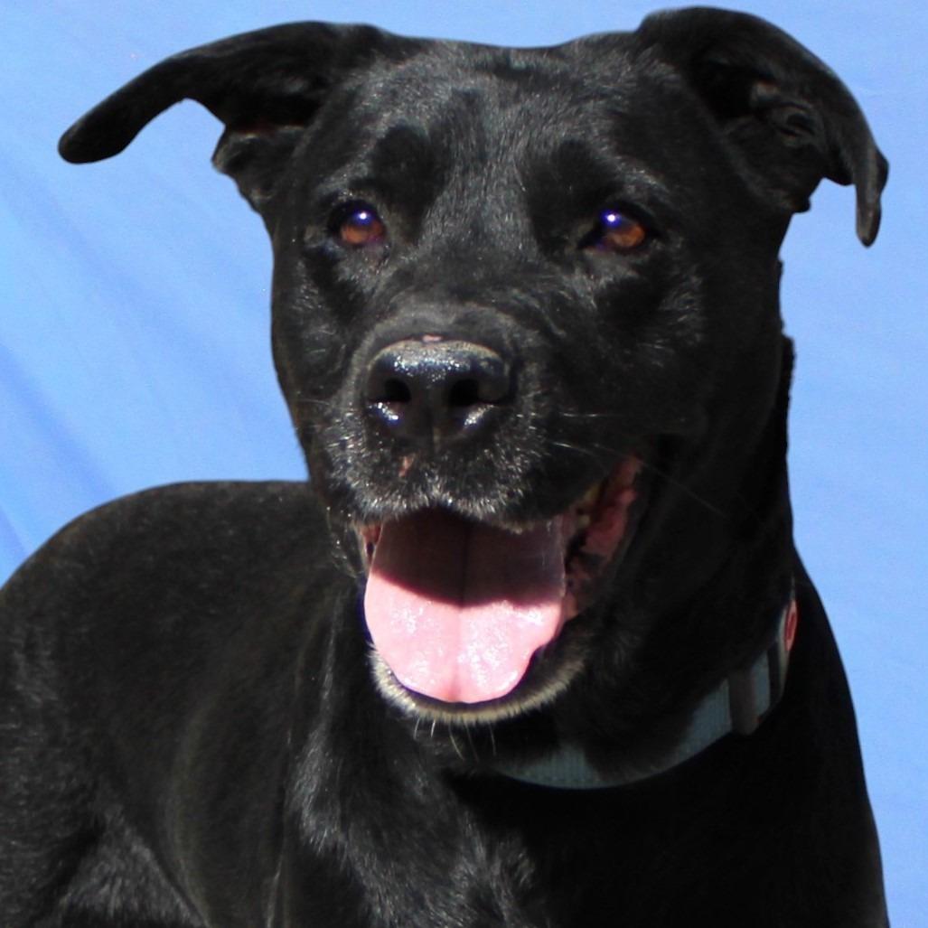 Enlarge Raven Bird, a Adoptable Mixed Breed in Las Cruces, NM image 5/6