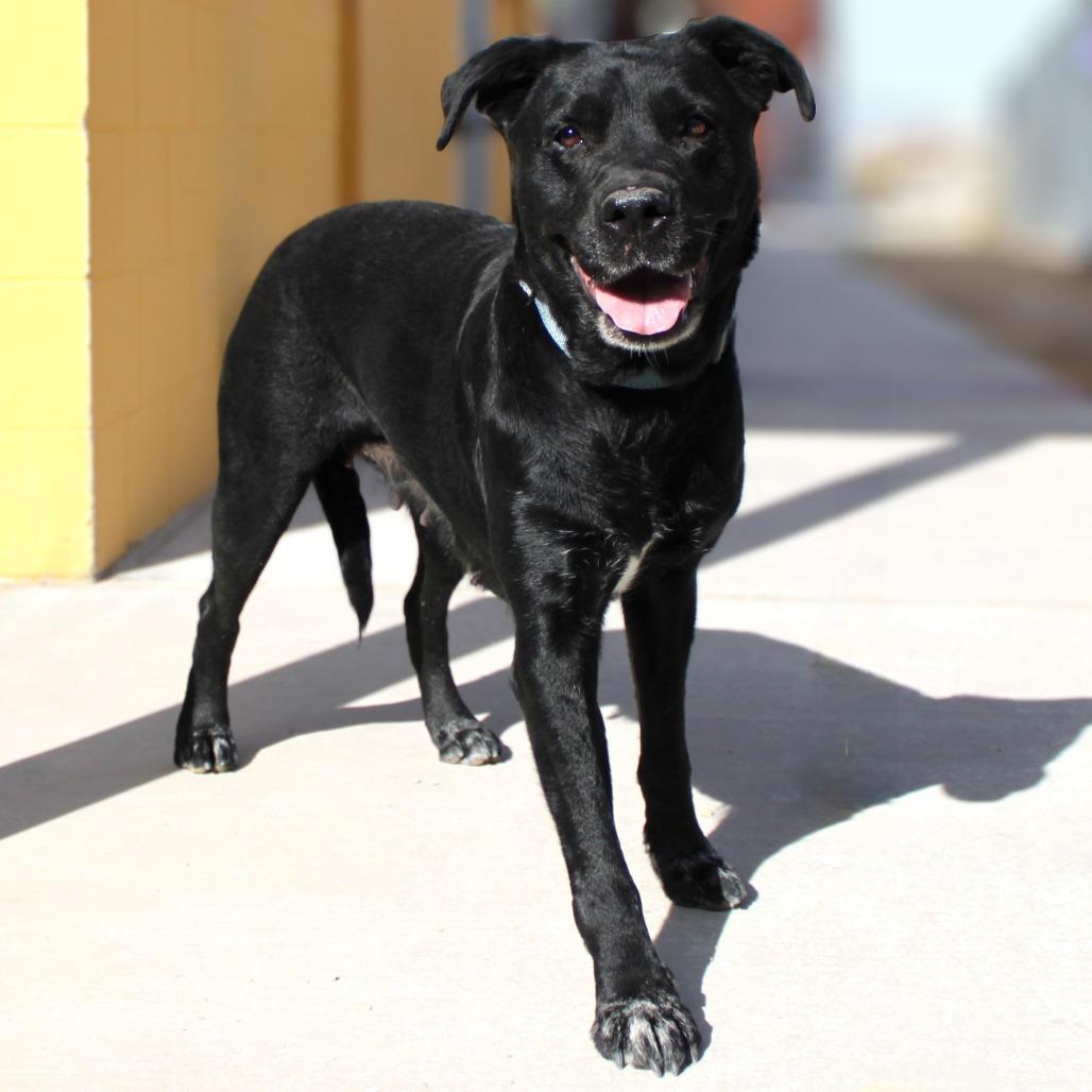 Enlarge Raven Bird, a Adoptable Mixed Breed in Las Cruces, NM image 6/6