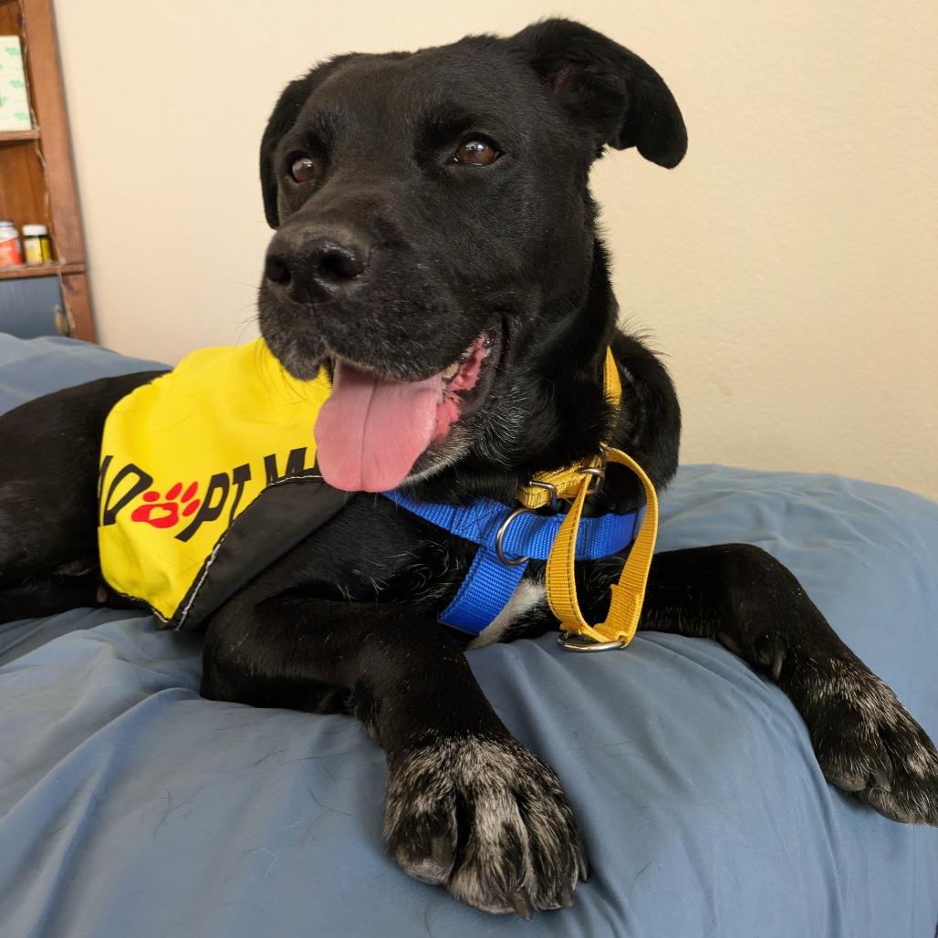 Enlarge Raven Bird, a Adoptable Mixed Breed in Las Cruces, NM image 6/6