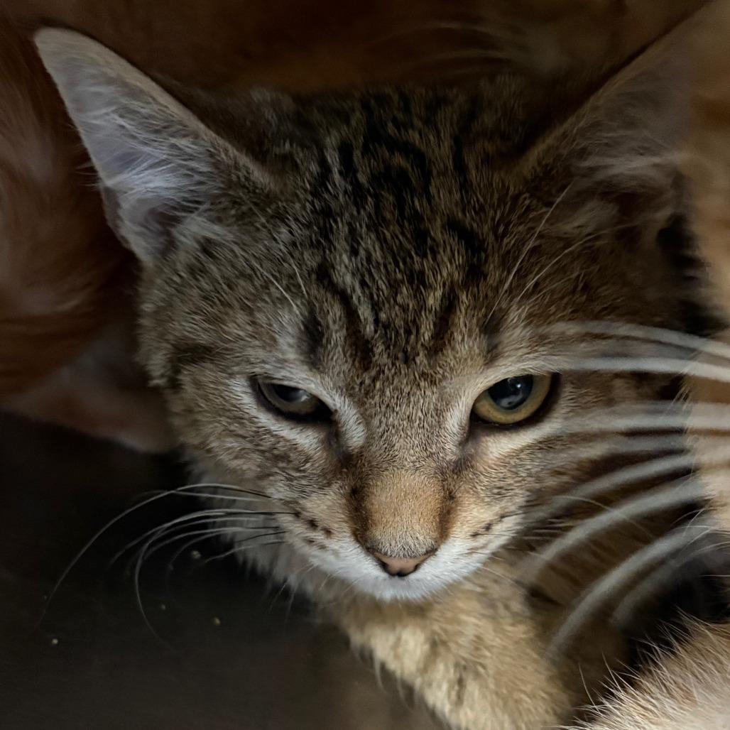 Boba, Adoptable, Kitten Male Domestic Short Hair.