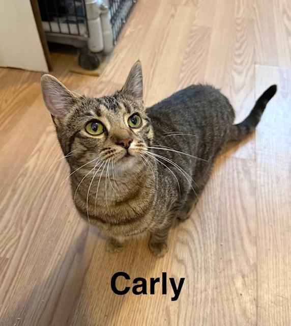 Enlarge CARLEY, an adopted Domestic Short Hair in Millerstown, PA image 1/4