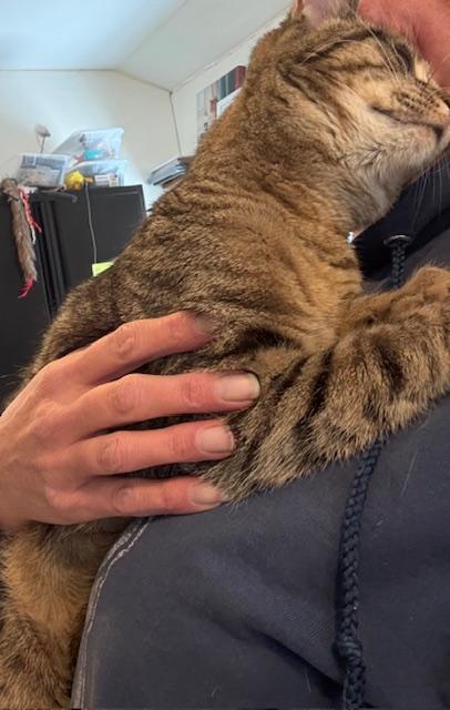 Enlarge CARLEY, an adopted Domestic Short Hair in Millerstown, PA image 3/4