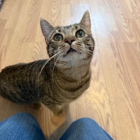 Enlarge CARLEY, an adopted Domestic Short Hair in Millerstown, PA image 2/4