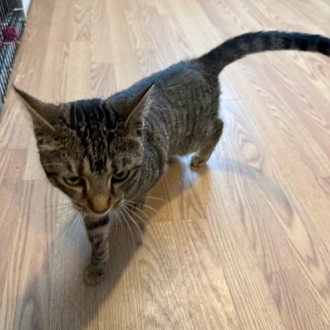 Enlarge CARLEY, an adopted Domestic Short Hair in Millerstown, PA image 4/4