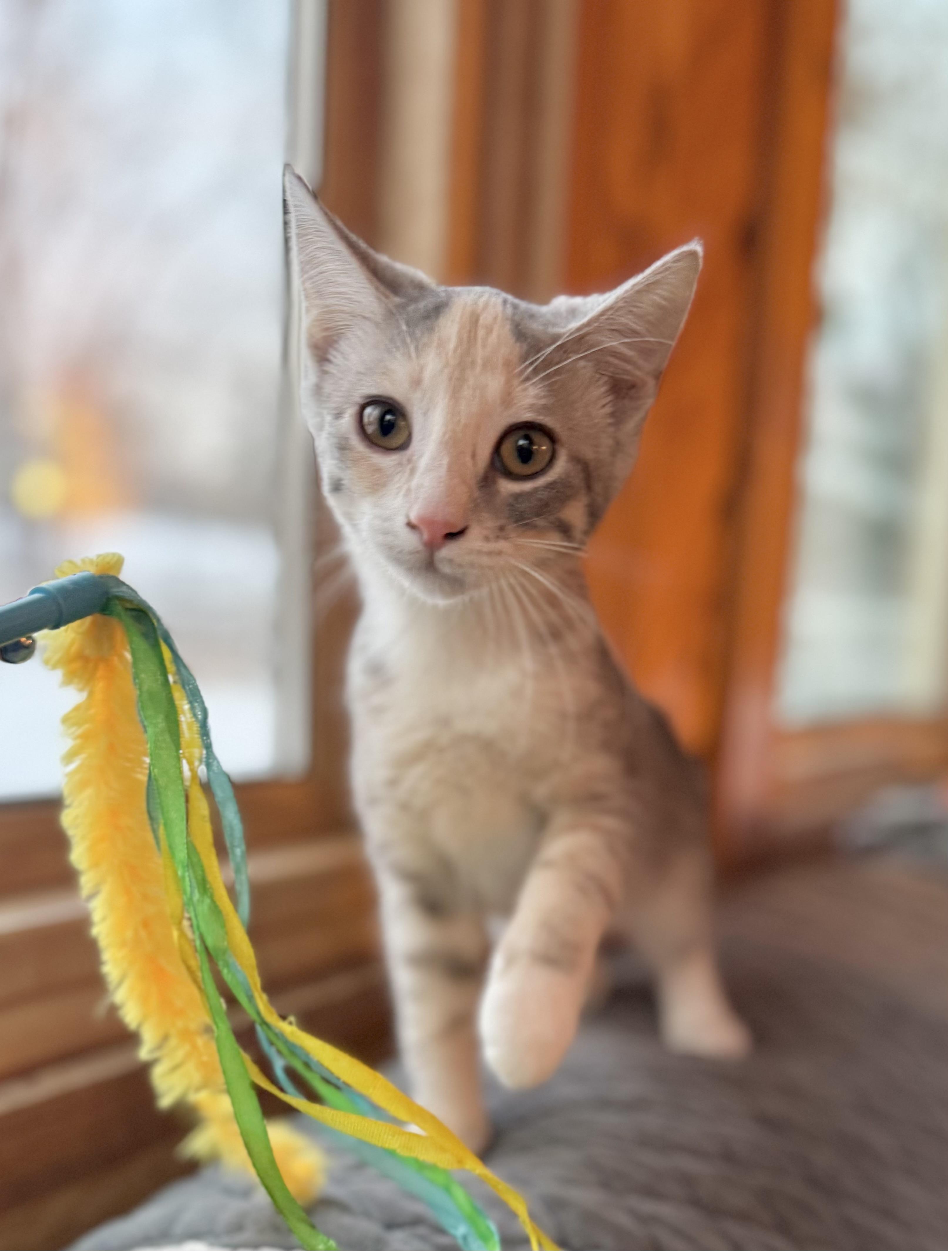 Enlarge Snuggles, a Adoptable Domestic Short Hair in Minneapolis, MN image 1/6