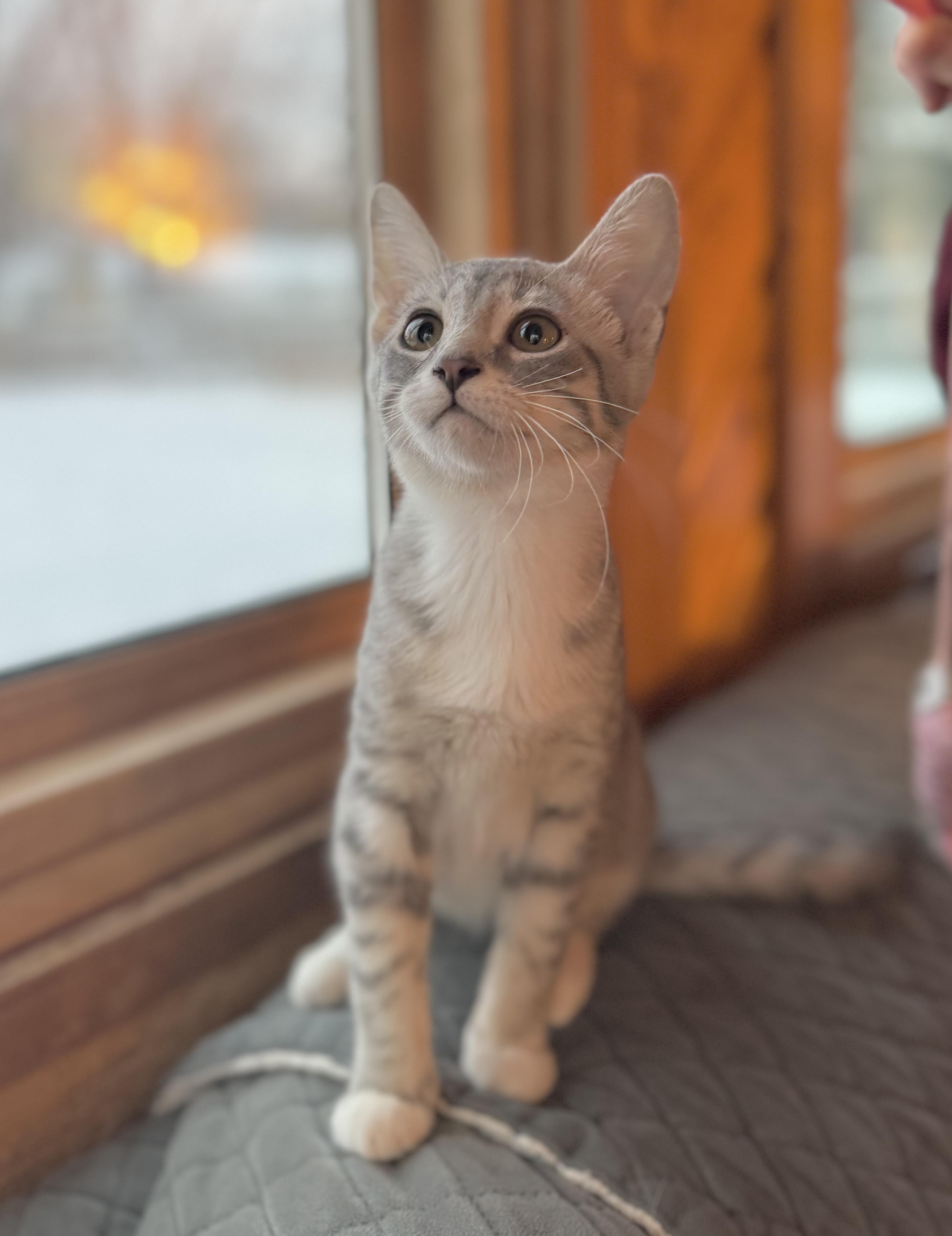 Enlarge Snuggles, a Adoptable Domestic Short Hair in Minneapolis, MN image 2/6