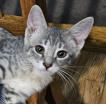 Enlarge Snuggles, a Adoptable Domestic Short Hair in Minneapolis, MN image 3/6