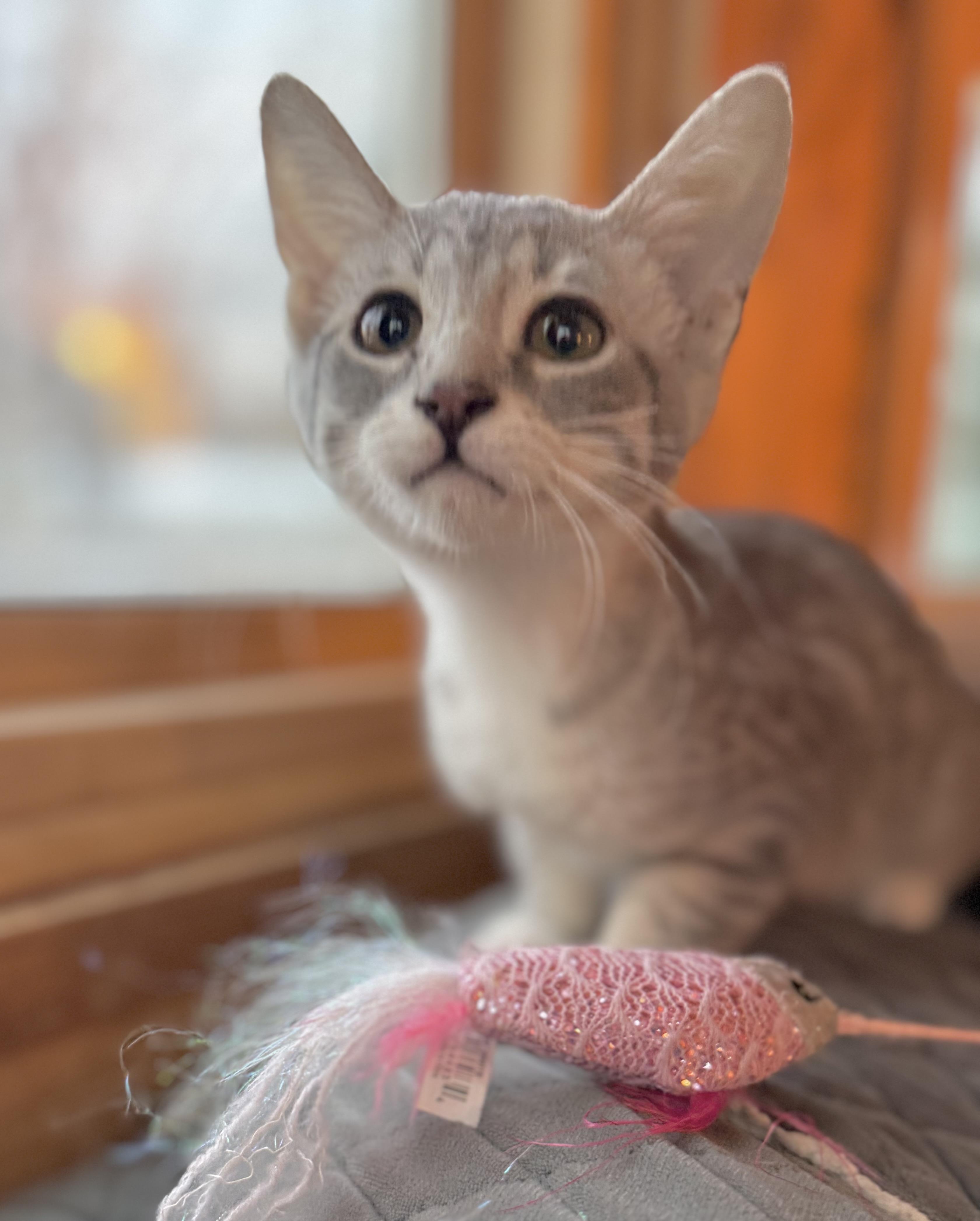 Enlarge Snuggles, a Adoptable Domestic Short Hair in Minneapolis, MN image 4/6