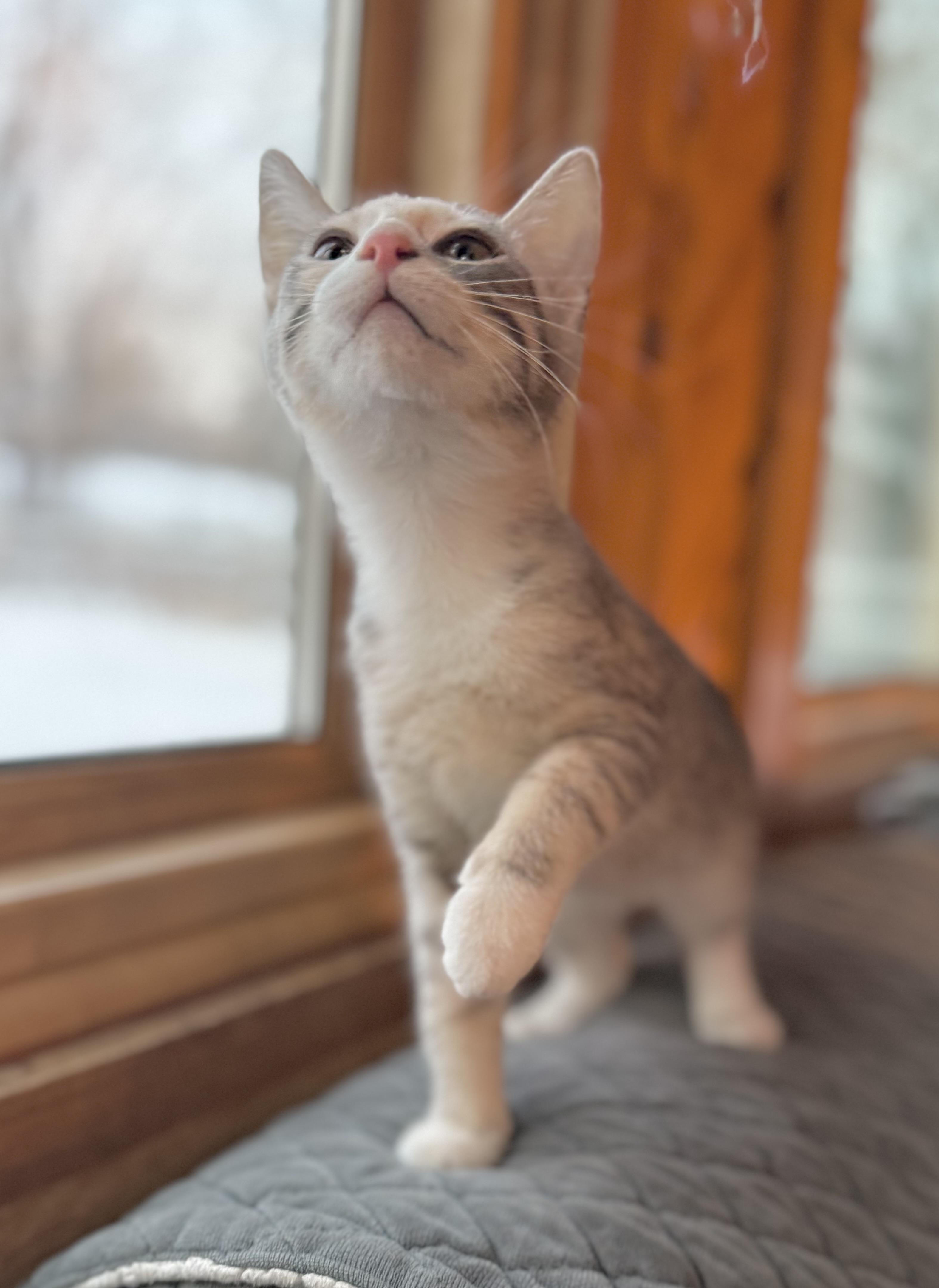 Enlarge Snuggles, a Adoptable Domestic Short Hair in Minneapolis, MN image 5/6