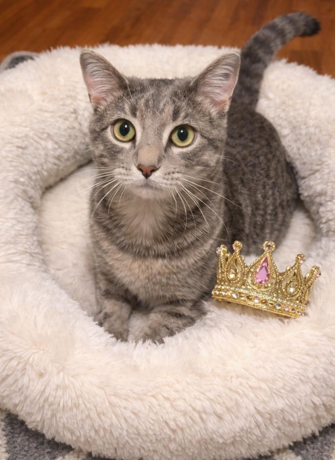 Chester, an adopted Tabby in Central City, KY image 1/3