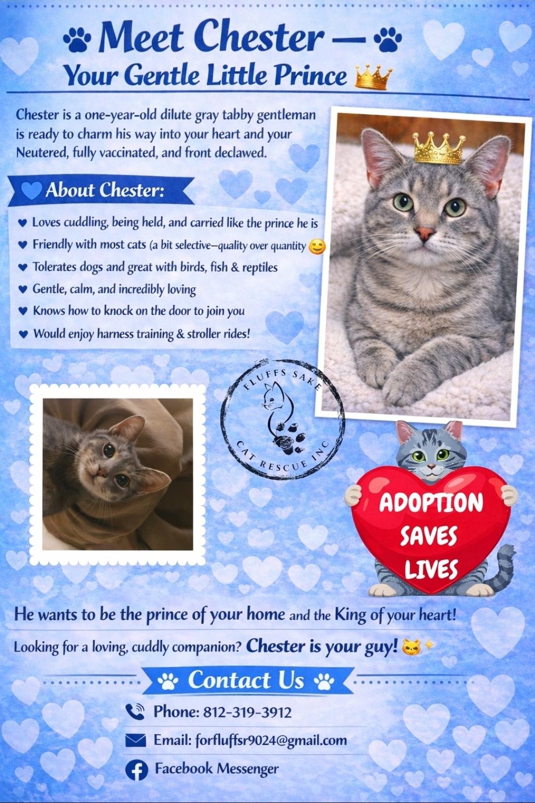 Chester, an adopted Tabby in Central City, KY image 3/3
