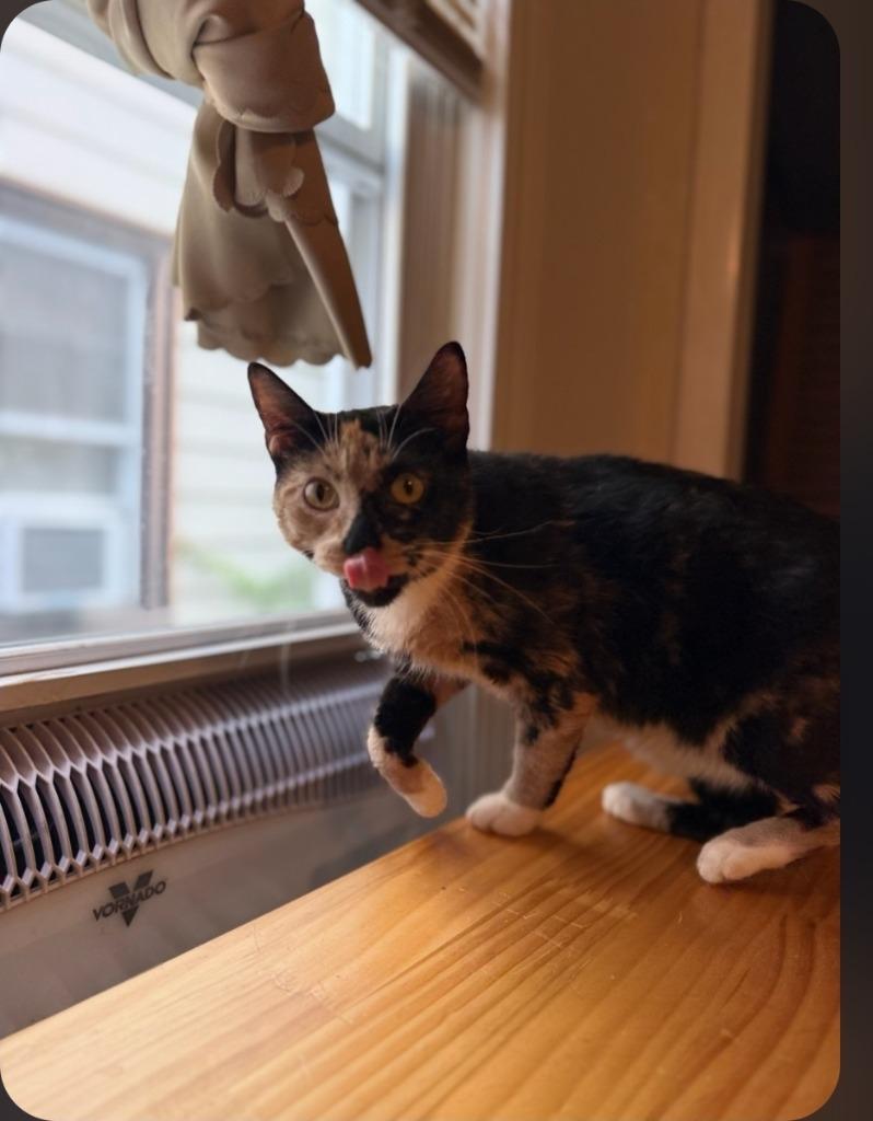 Poppy, Adoptable, Adult Female Domestic Short Hair.