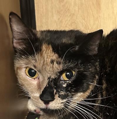 Enlarge Poppy, a Adoptable mixed breed in New York, NY image 5/6