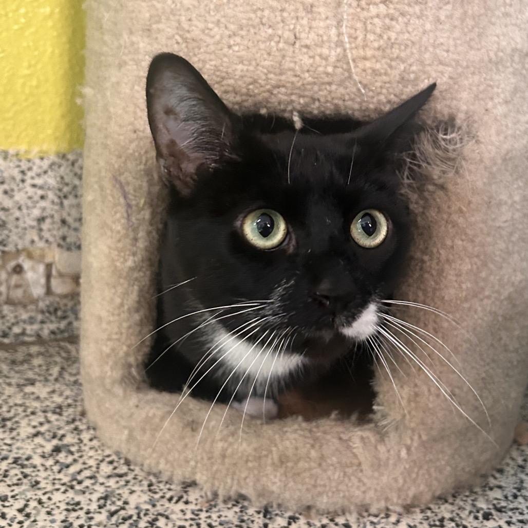 Pedro, Adoptable, Adult Male Domestic Short Hair.