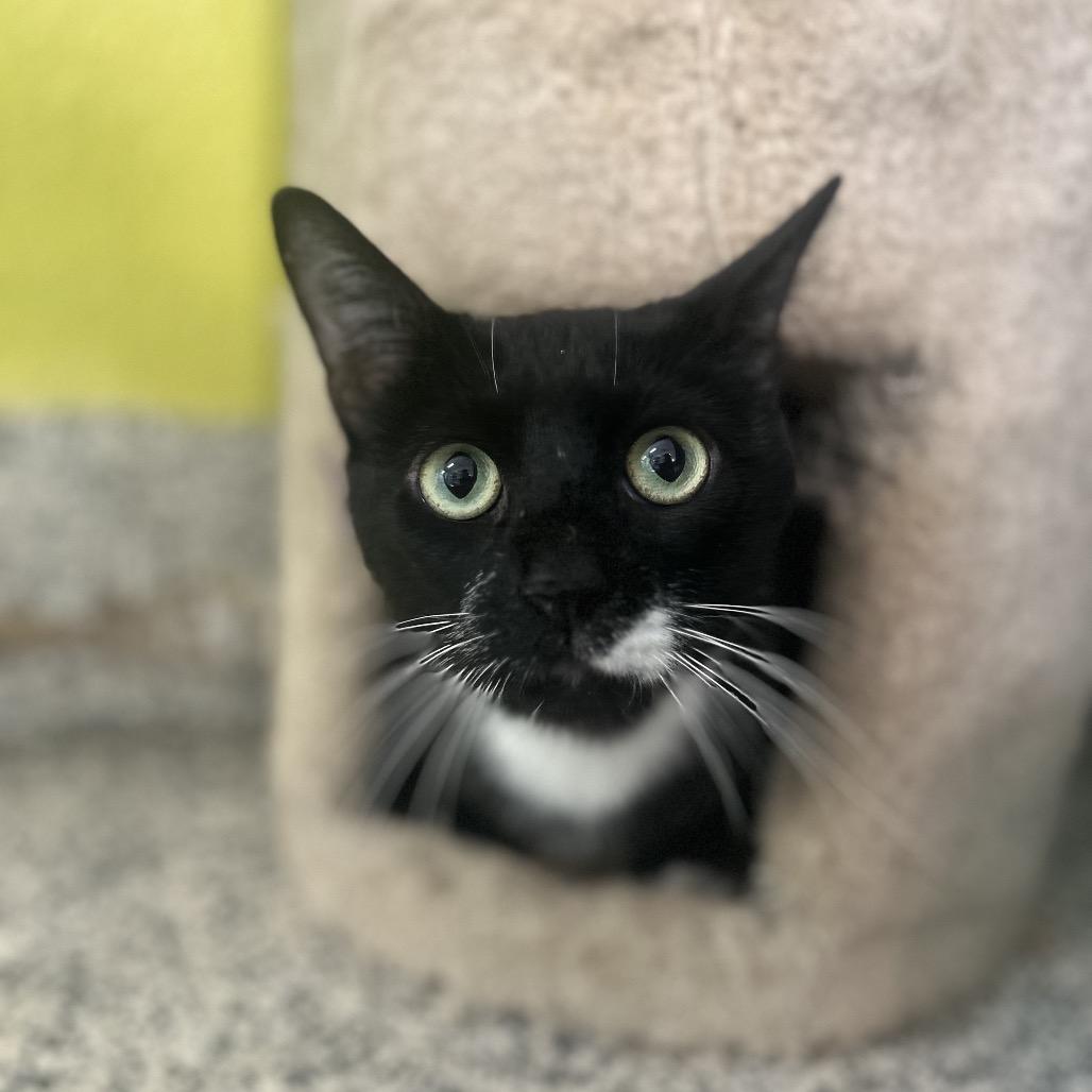 Enlarge Pedro, a Adoptable Domestic Short Hair in Fresno, CA image 2/2