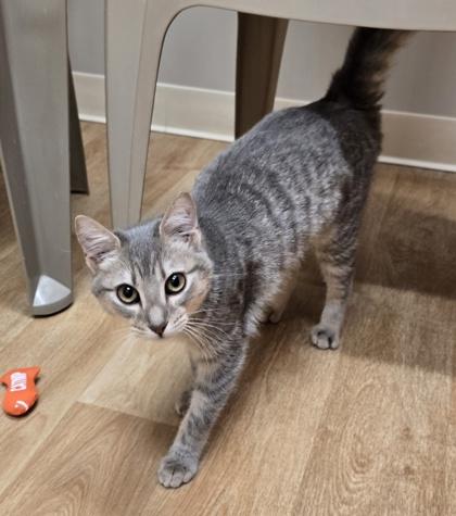 Helen, Adoptable, Young Female Domestic Short Hair.