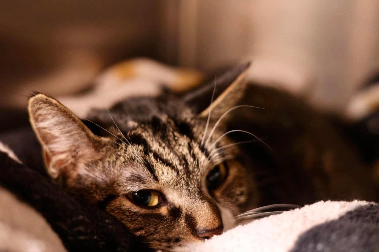 Wanda, Adoptable, Young Female Domestic Short Hair.