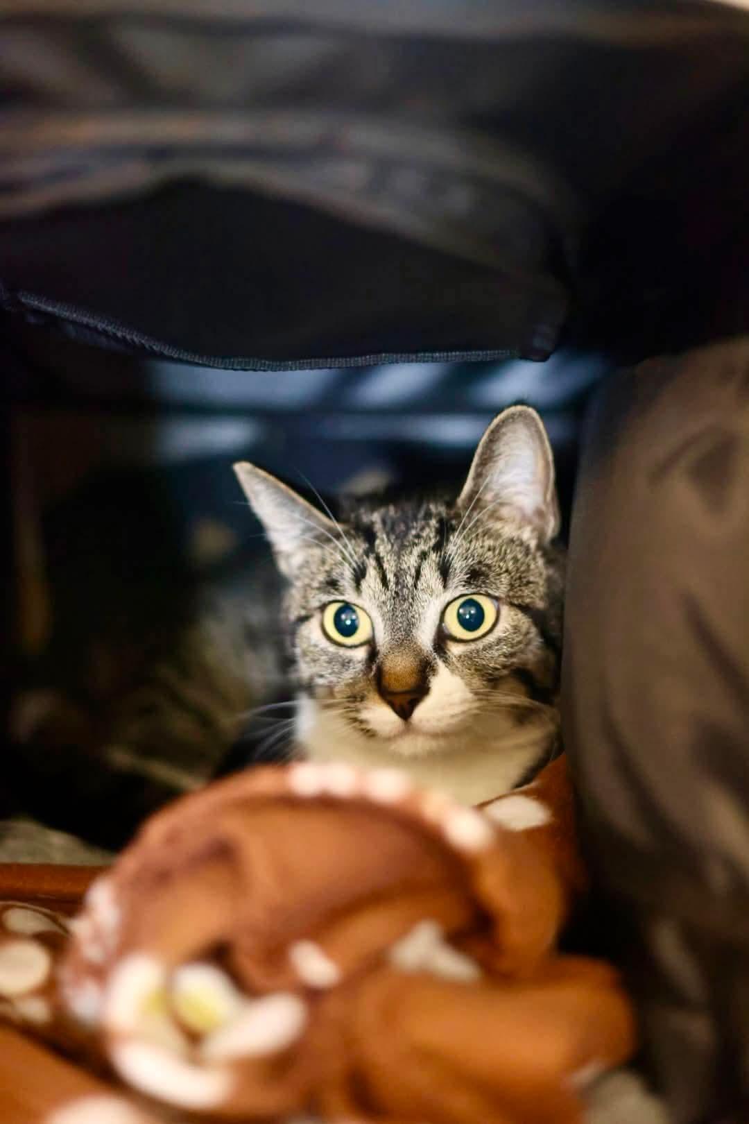 Enlarge Wanda, a Adoptable Domestic Short Hair in Duluth, MN image 2/2