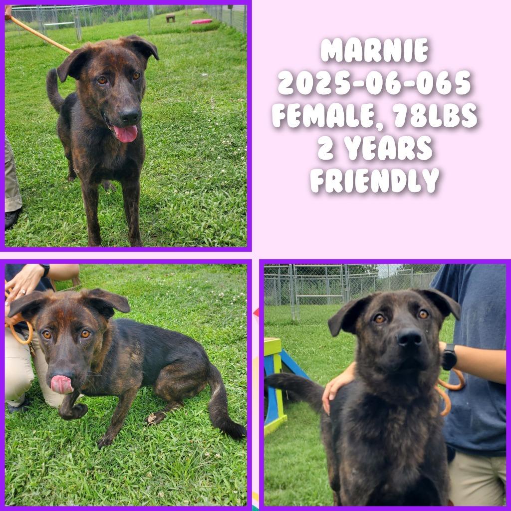 Enlarge 2025-06-065 *Marnie*, a Adoptable Shepherd in Winder, GA image 1/2