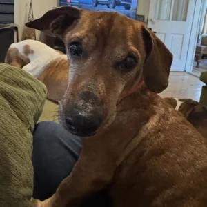 Enlarge Barnaby, a Adoptable Dachshund in St. Paul, MN image 4/5
