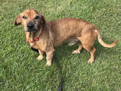 Barnaby, Adoptable, Senior Male Dachshund.