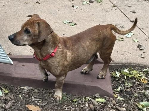 Enlarge Barnaby, a Adoptable Dachshund in St. Paul, MN image 2/5
