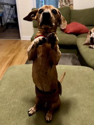 Enlarge Barnaby, a Adoptable Dachshund in St. Paul, MN image 5/5