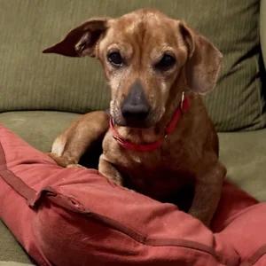 Enlarge Barnaby, a Adoptable Dachshund in St. Paul, MN image 3/5