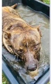 Ping, Adoptable, Adult Female Mixed Breed.