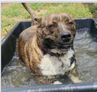 Enlarge Ping, a Adoptable Mixed Breed in Denison, TX image 2/2