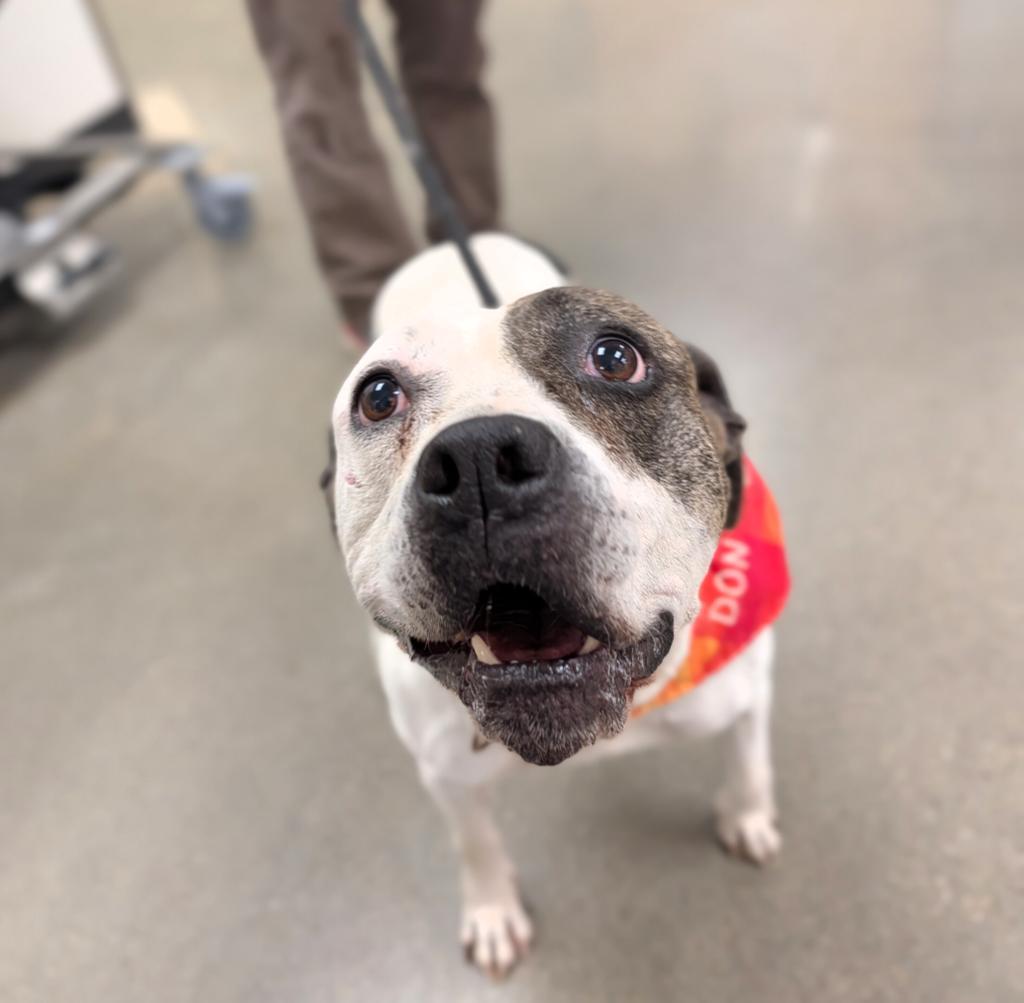Nova, a Adoptable mixed breed in Greenfield, IN image 1/4