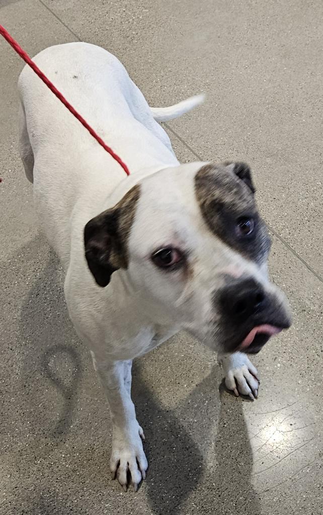 Nova, Adoptable, Adult Female Pit Bull Terrier & Mixed Breed.