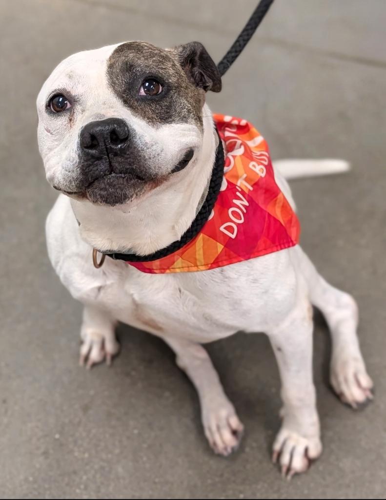 Nova, a Adoptable mixed breed in Greenfield, IN image 3/4
