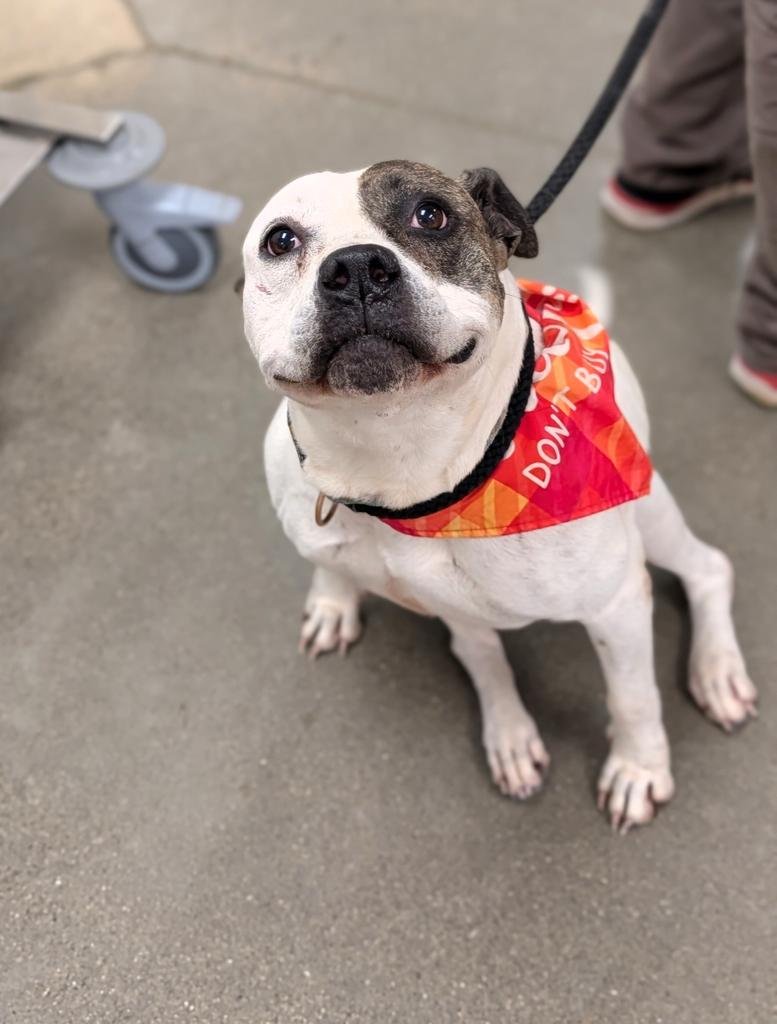 Nova, a Adoptable mixed breed in Greenfield, IN image 4/4