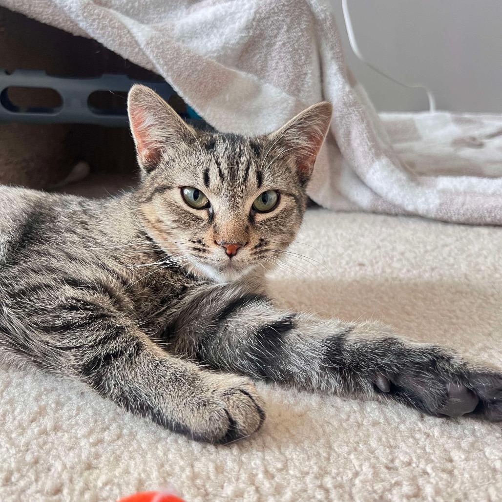 Ham, a Adoptable Domestic Short Hair in Hedgesville, WV image 1/3