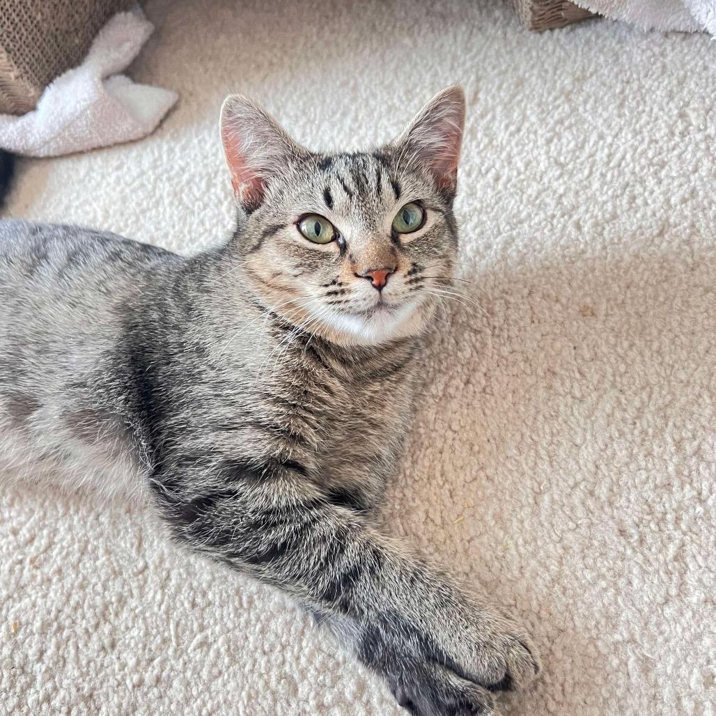 Ham, a Adoptable Domestic Short Hair in Hedgesville, WV image 2/3