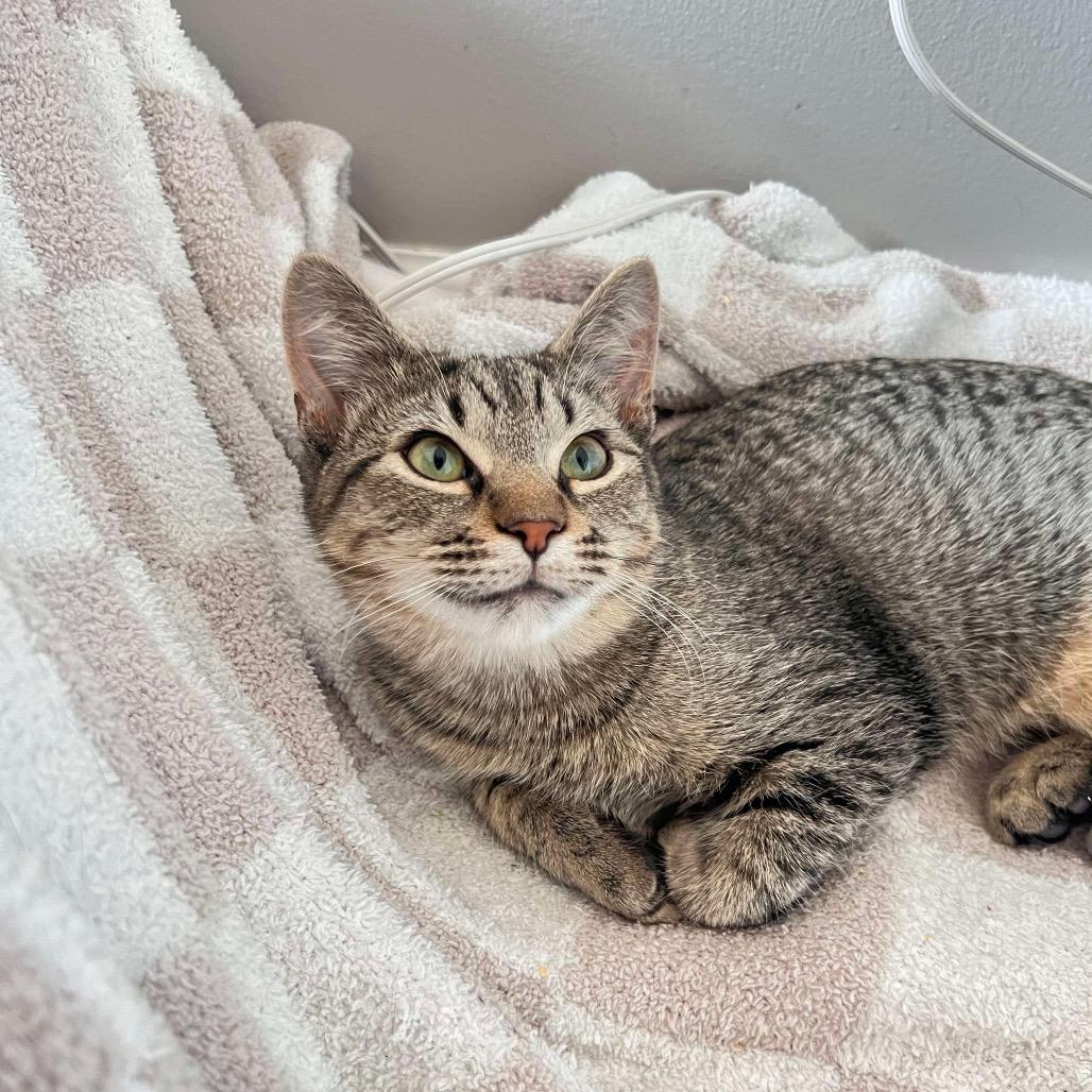 Ham, a Adoptable Domestic Short Hair in Hedgesville, WV image 3/3