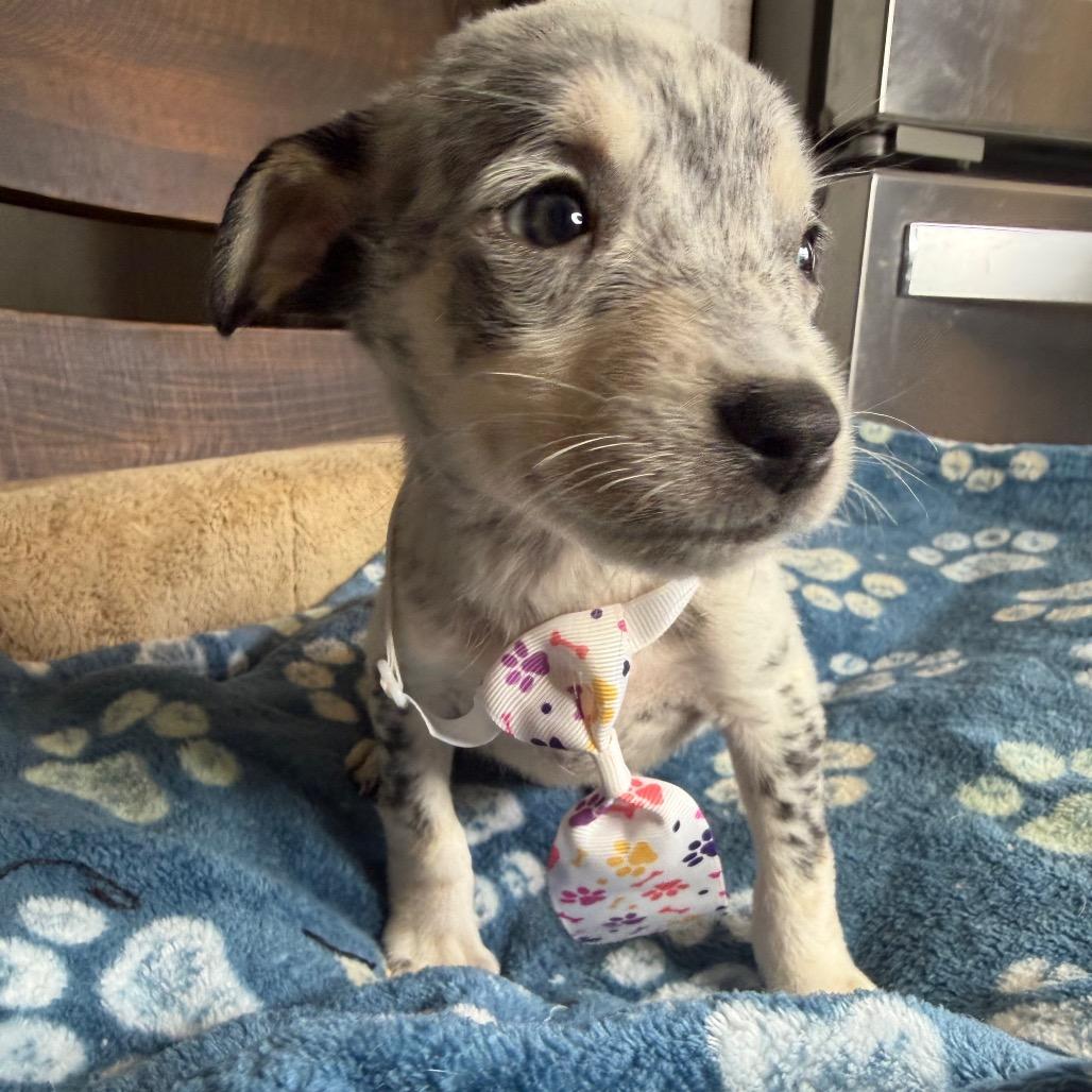 Snoopy, Adoptable, Puppy Male Rat Terrier & Chihuahua.