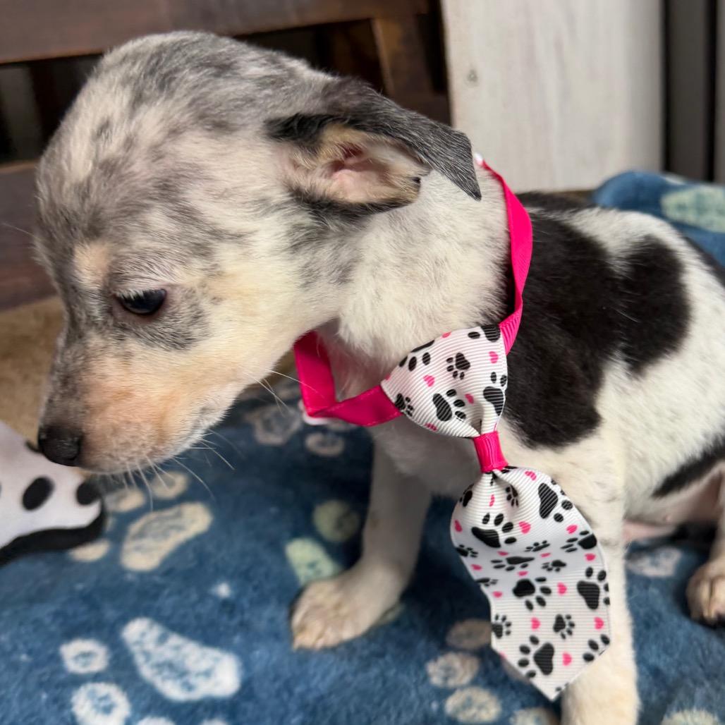 Enlarge Snoopy, a Adoptable mixed breed in Aledo, TX image 2/6