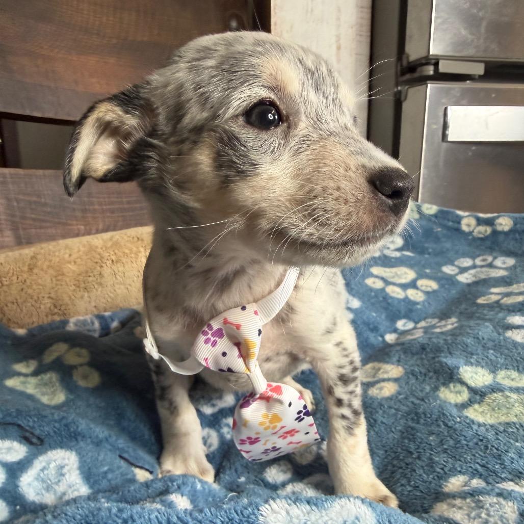 Enlarge Snoopy, a Adoptable mixed breed in Aledo, TX image 3/6