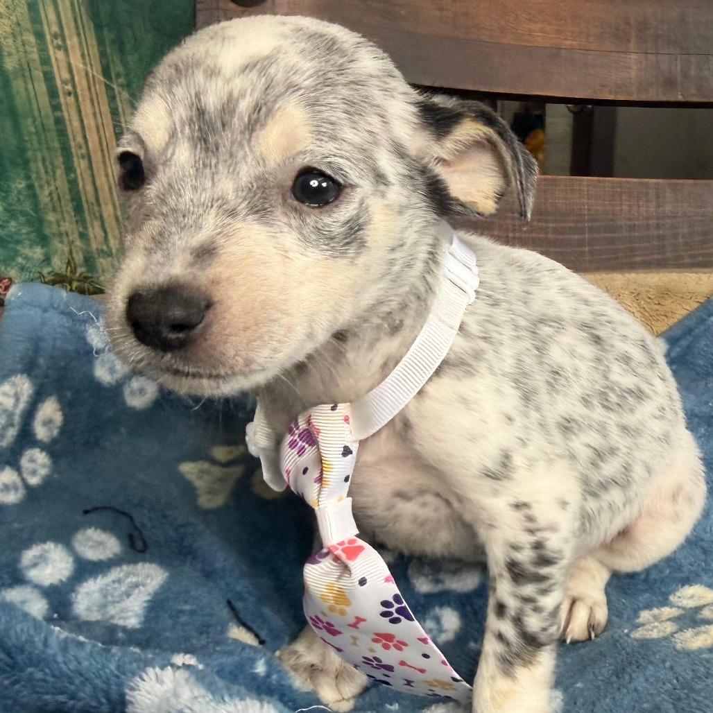 Enlarge Snoopy, a Adoptable mixed breed in Aledo, TX image 4/6