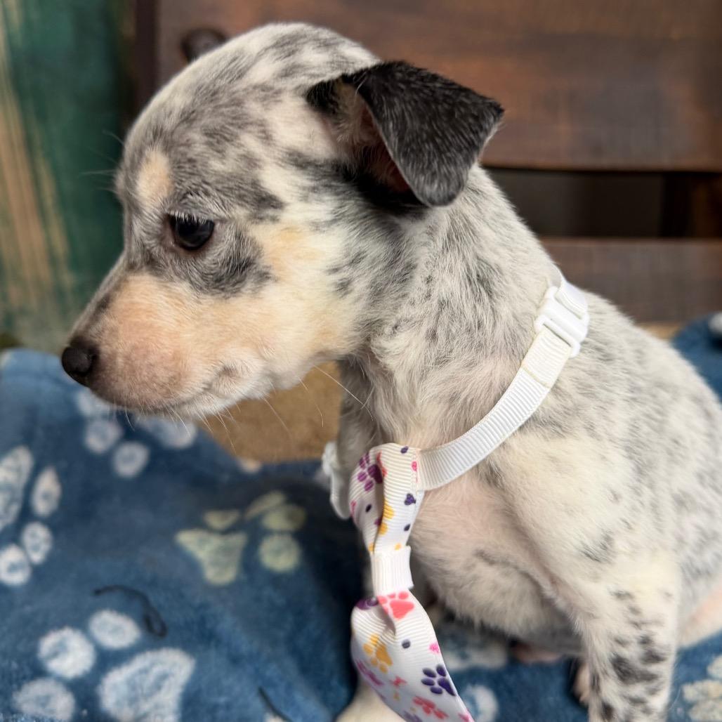 Enlarge Snoopy, a Adoptable mixed breed in Aledo, TX image 5/6