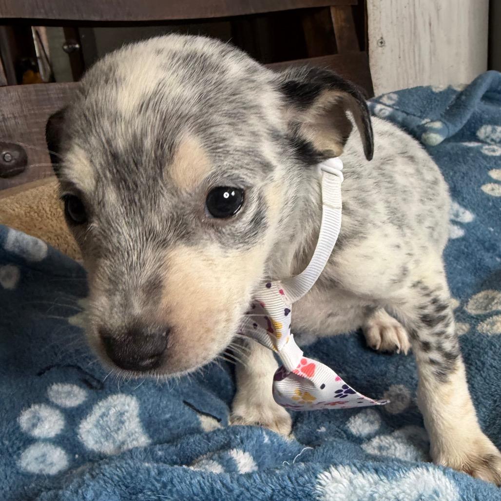 Enlarge Snoopy, a Adoptable mixed breed in Aledo, TX image 6/6