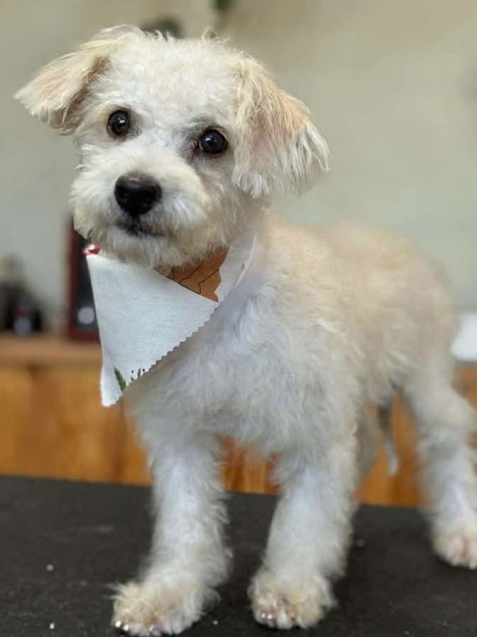 Enlarge Scooter, a Adoptable mixed breed in Tucson, AZ image 1/4