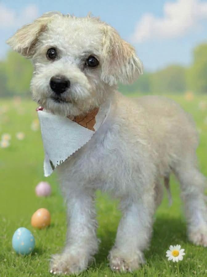 Enlarge Scooter, a Adoptable mixed breed in Tucson, AZ image 3/5