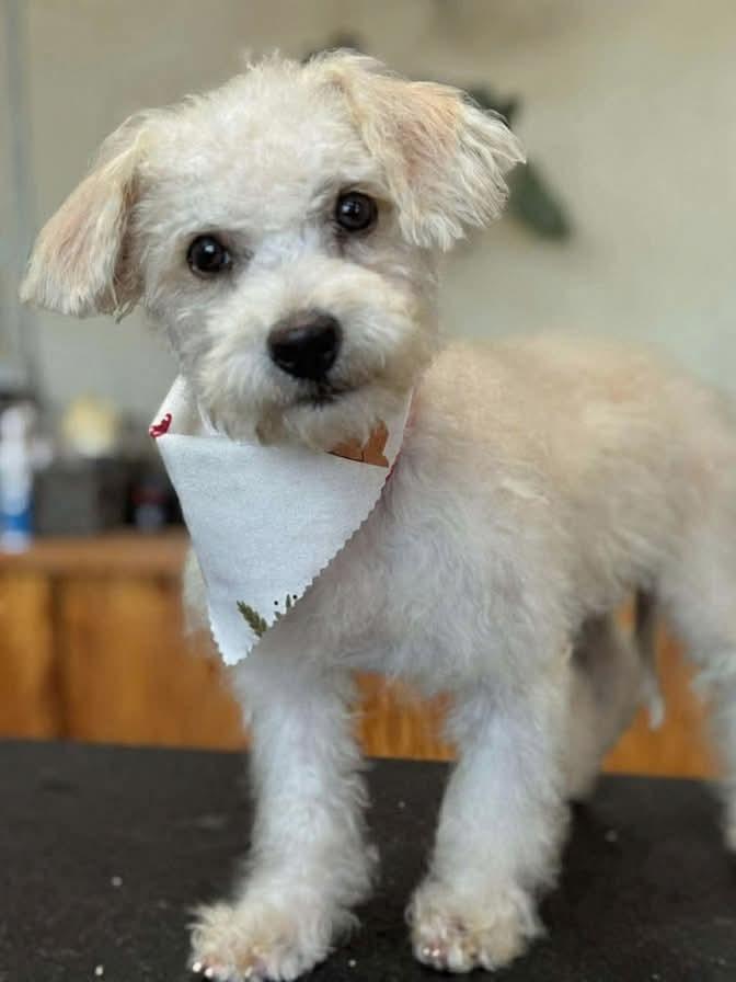 Enlarge Scooter, a Adoptable mixed breed in Tucson, AZ image 3/4