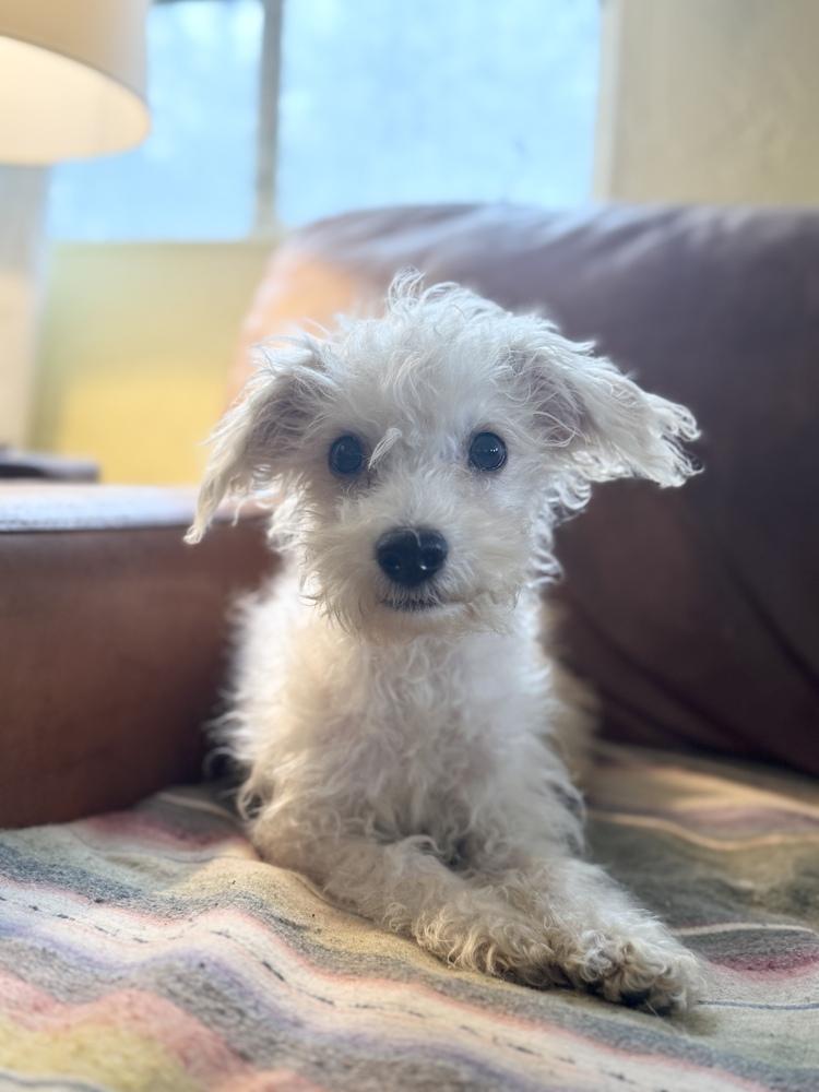 Enlarge Scooter, a Adoptable mixed breed in Tucson, AZ image 4/4