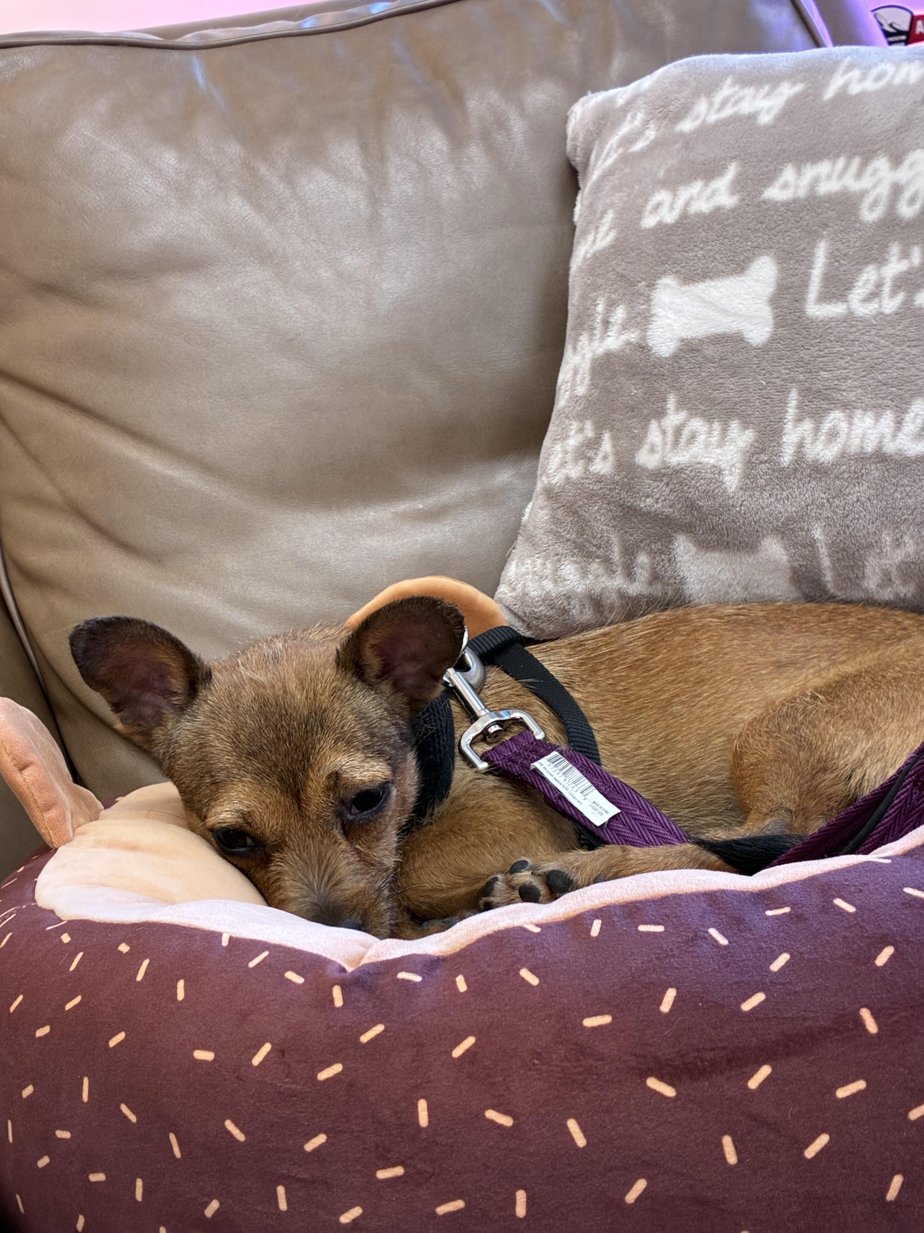 Churro, Adoptable, Young Male Norwich Terrier.
